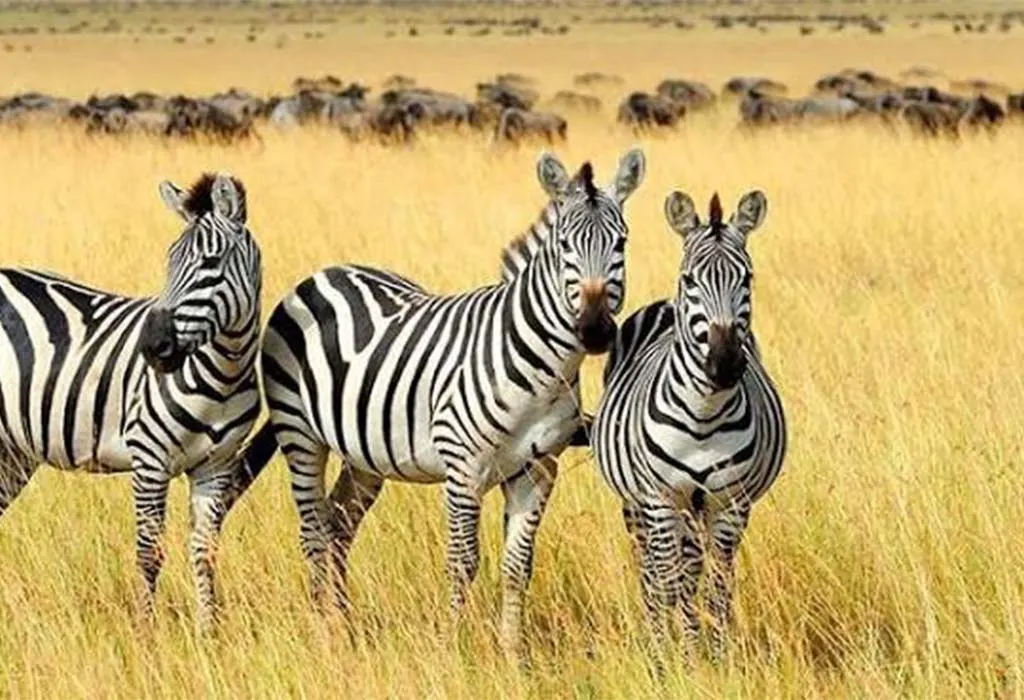 East African Safari