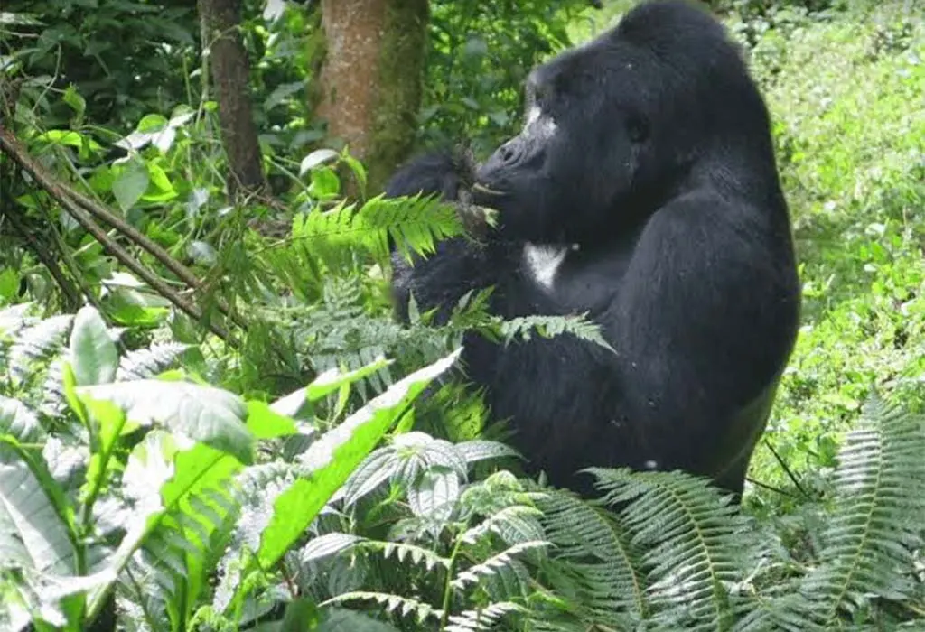 How Can You Make Gorilla Trekking Safer?