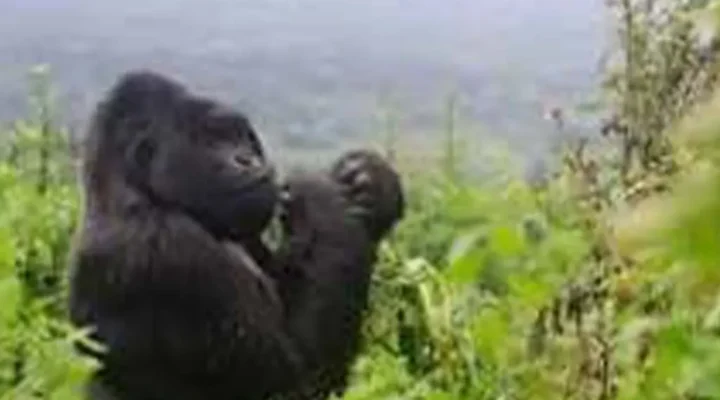 Is Gorilla trekking safe in Uganda and Tanzania?