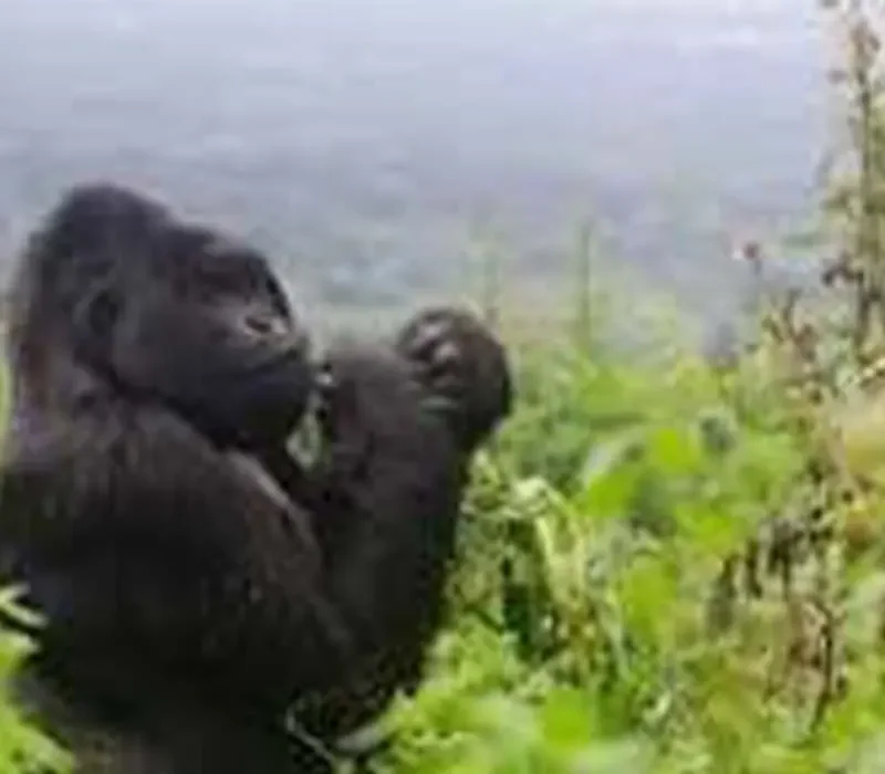 Is Gorilla trekking safe in Uganda and Tanzania?