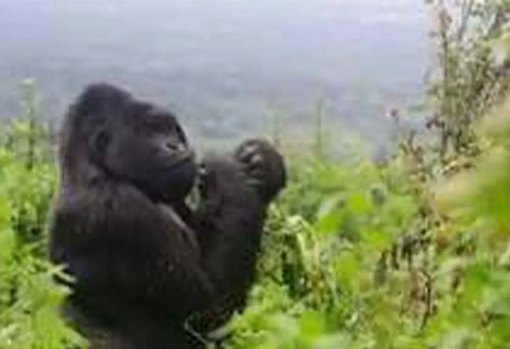 Is Gorilla trekking safe in Uganda and Tanzania?