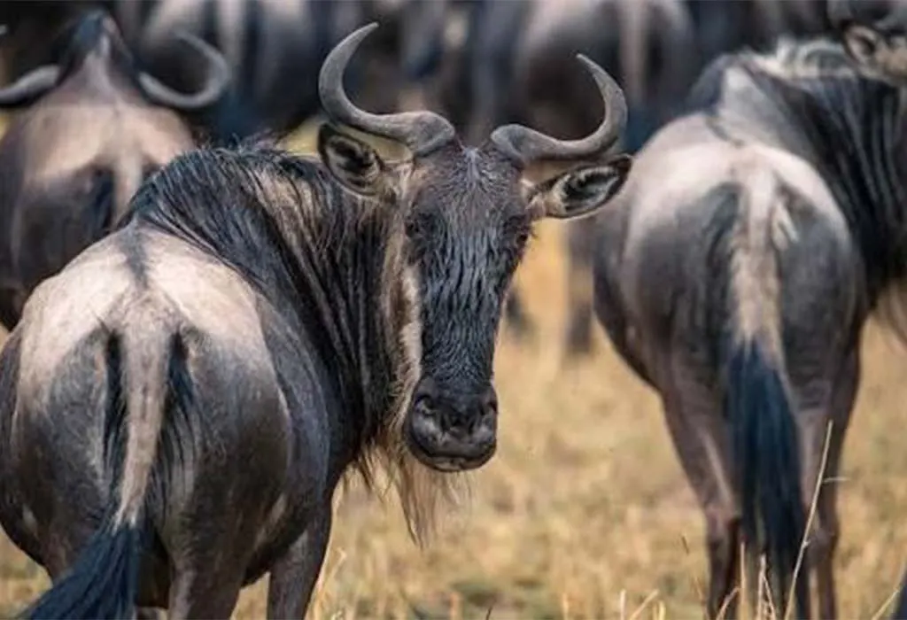 The Great Wildebeest Migration in East Africa