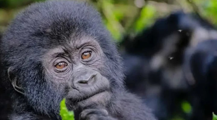 Uganda-Gorilla-Trekking-Safaris