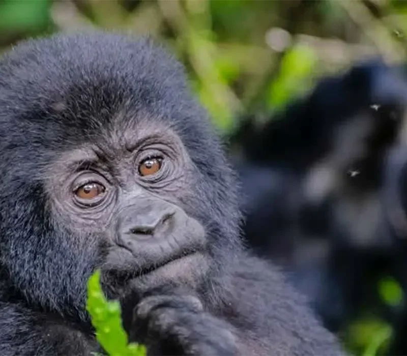 Uganda-Gorilla-Trekking-Safaris