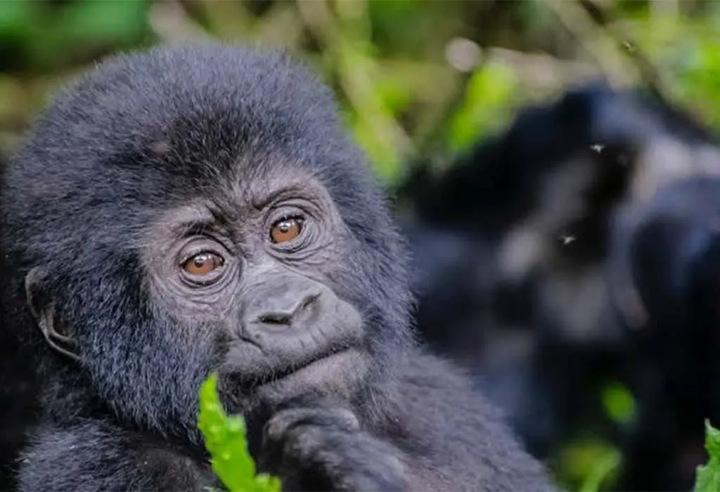 Uganda-Gorilla-Trekking-Safaris
