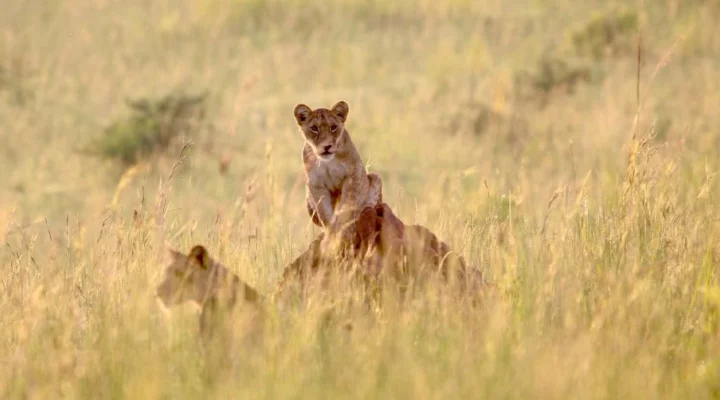 What to Prepare for a Family Safari in Uganda.