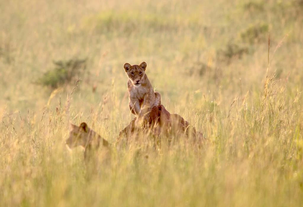 What to Prepare for a Family Safari in Uganda.