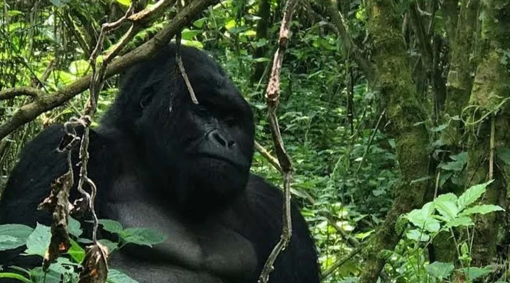 Best Uganda, Tanzania and Rwanda Safari Routes for First-Time Visitors