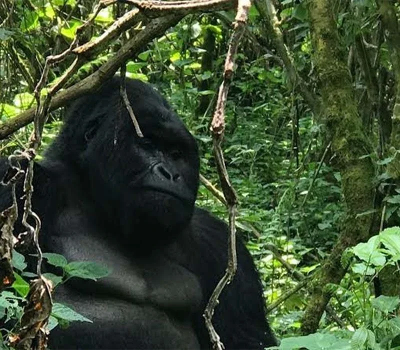 Best Uganda, Tanzania and Rwanda Safari Routes for First-Time Visitors