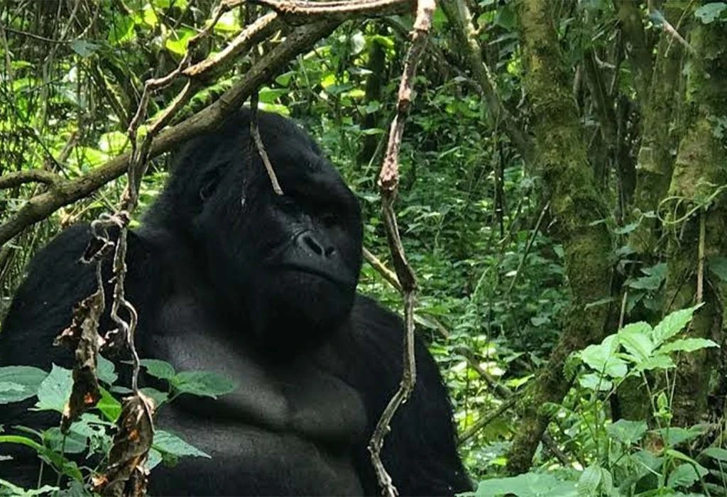 Best Uganda, Tanzania and Rwanda Safari Routes for First-Time Visitors