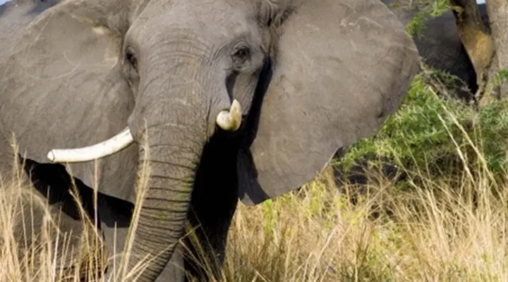 10 Days Ultimate Uganda Adventure Trip with Experiya Tour Company