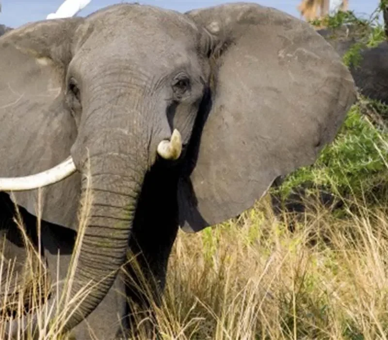 10 Days Ultimate Uganda Adventure Trip with Experiya Tour Company