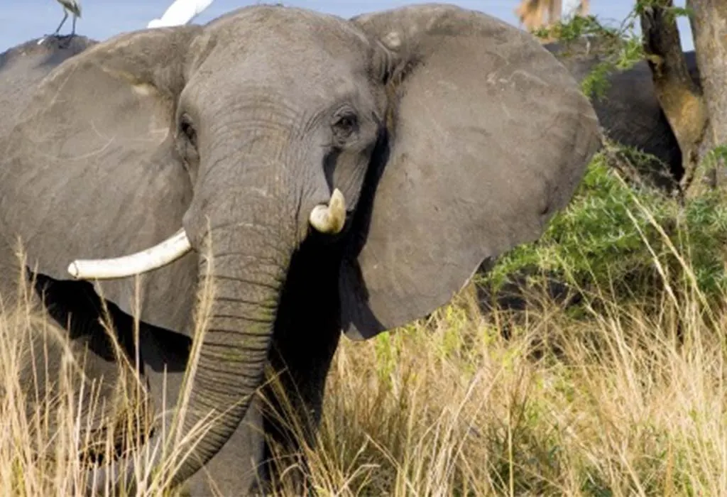 10 Days Ultimate Uganda Adventure Trip with Experiya Tour Company