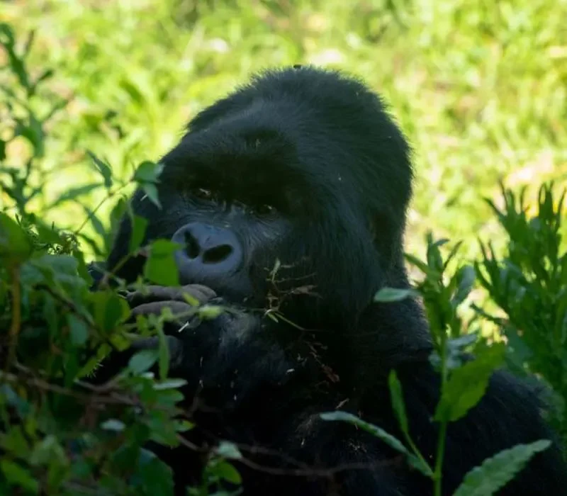 15 Days Ultimate Uganda Adventure .