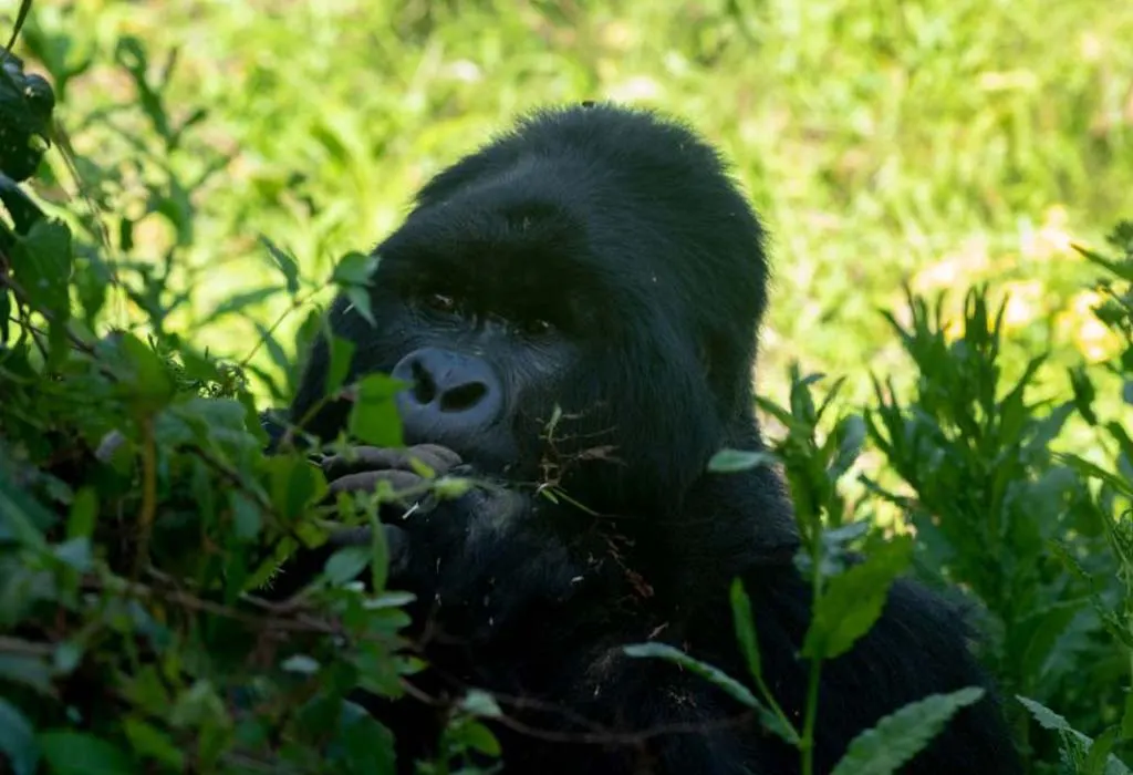 15 Days Ultimate Uganda Adventure .