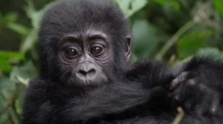 9 Days Uganda Gorilla Trekking Safari