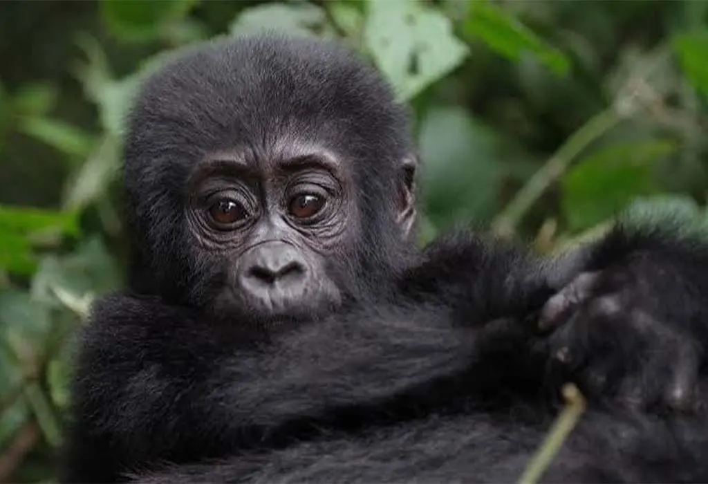 9 Days Uganda Gorilla Trekking Safari