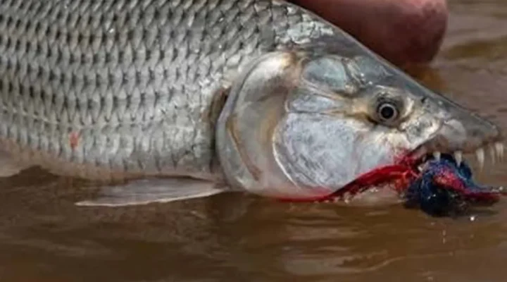 An Exciting Fishing Adventure on Africa’s Lakes and Rivers