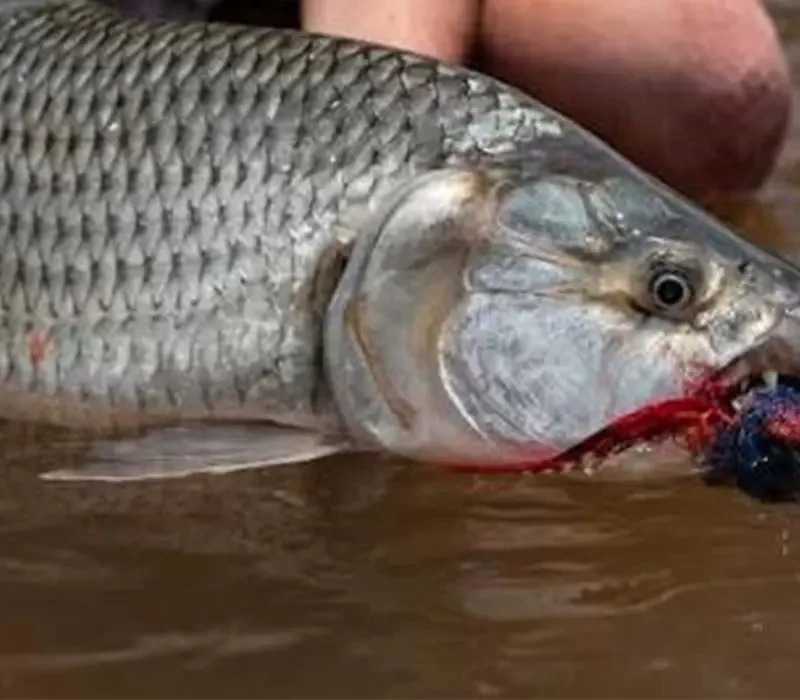 An Exciting Fishing Adventure on Africa’s Lakes and Rivers