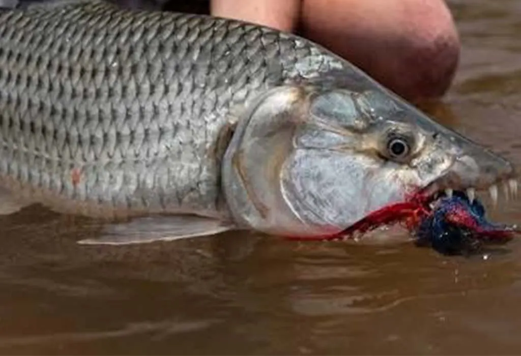 An Exciting Fishing Adventure on Africa’s Lakes and Rivers