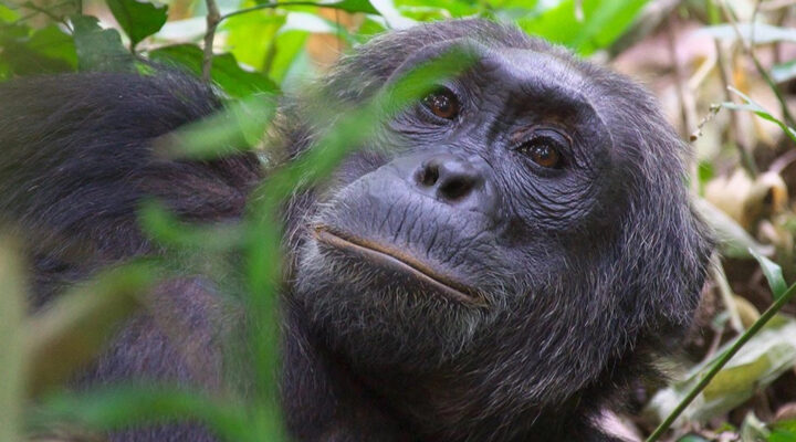 Cost of Chimpanzee Permits in Uganda: Prices, Booking and Trekking Guide