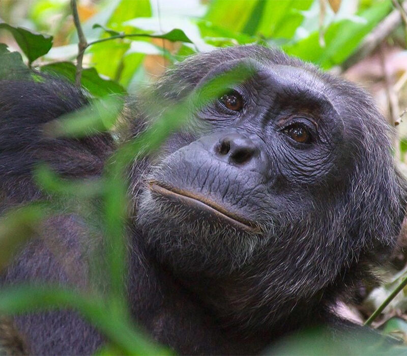 Cost of Chimpanzee Permits in Uganda: Prices, Booking and Trekking Guide