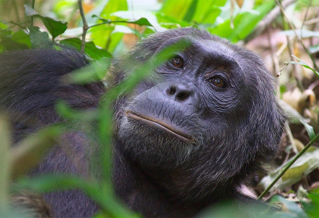Cost of Chimpanzee Permits in Uganda: Prices, Booking and Trekking Guide