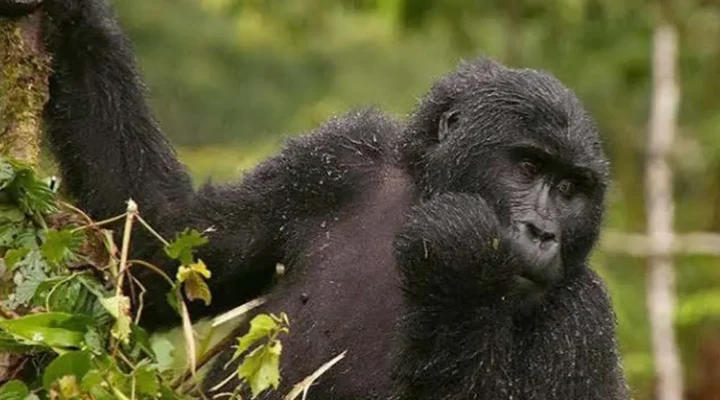 gorilla habituation trip
