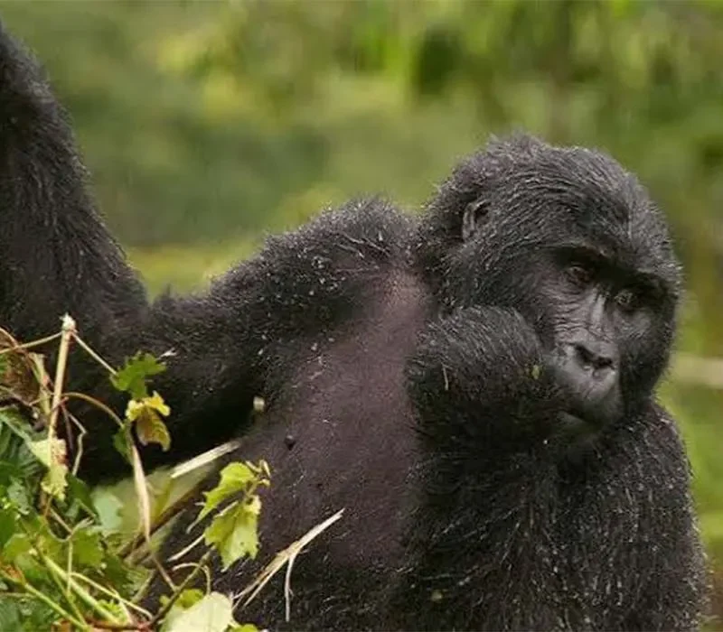 gorilla habituation trip