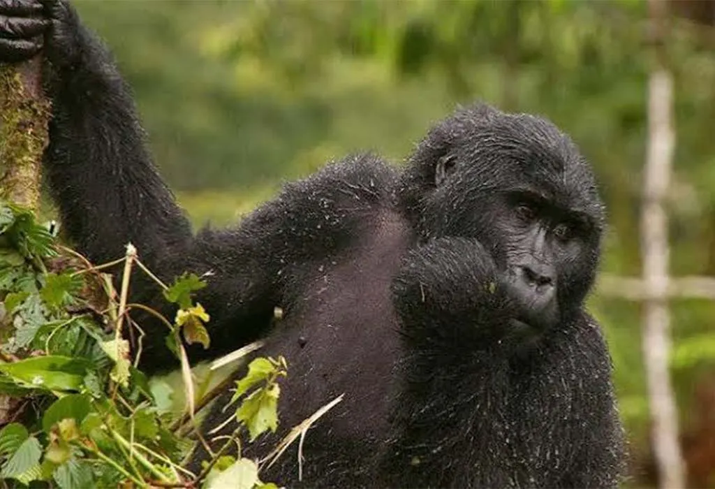 gorilla habituation trip