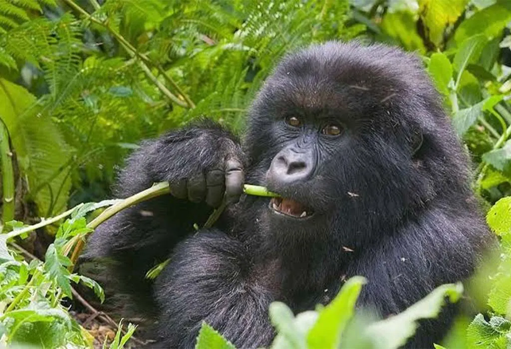 gorilla trekking in volcanoes national park