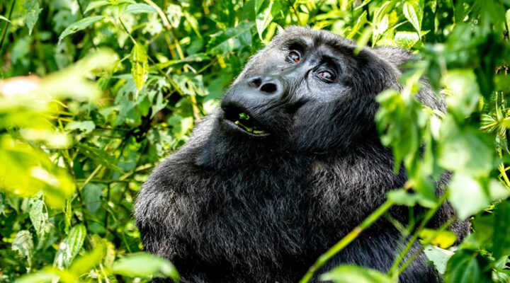 What Is the Best Region for Gorilla Trekking in Uganda?
