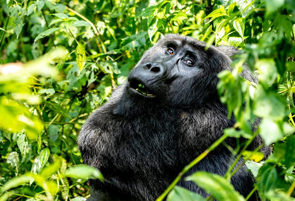 What Is the Best Region for Gorilla Trekking in Uganda?