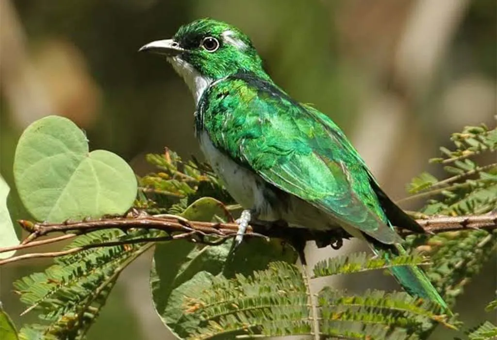 The Best Time for Birdwatching in East Africa