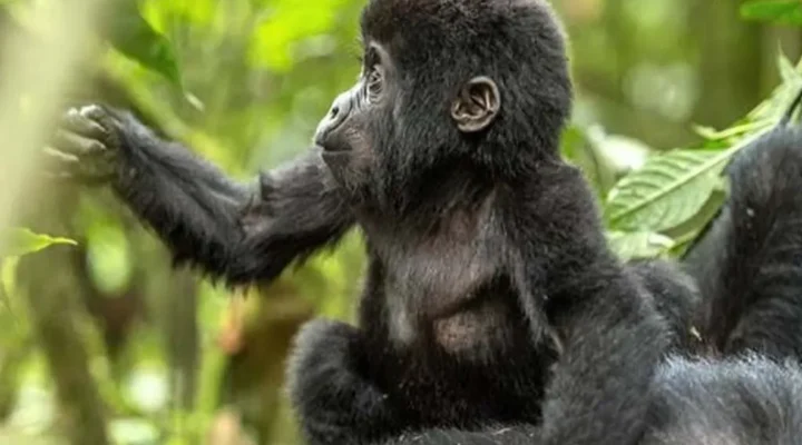 The Best of Uganda Safari and Rwanda Tour