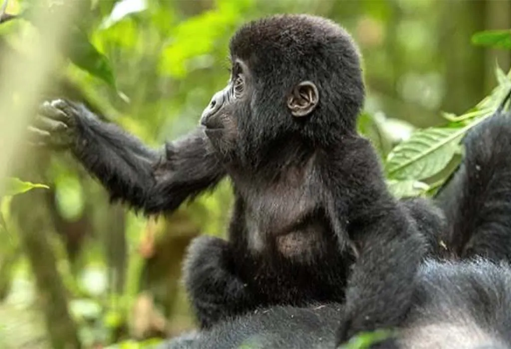The Best of Uganda Safari and Rwanda Tour