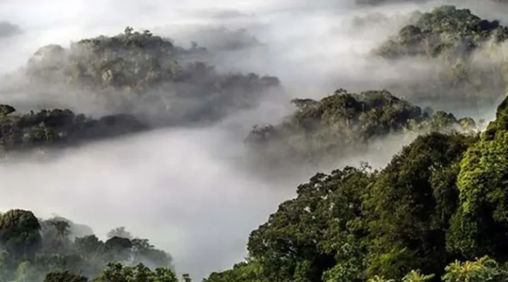 Tour Trip to Nyungwe National Park in Rwanda