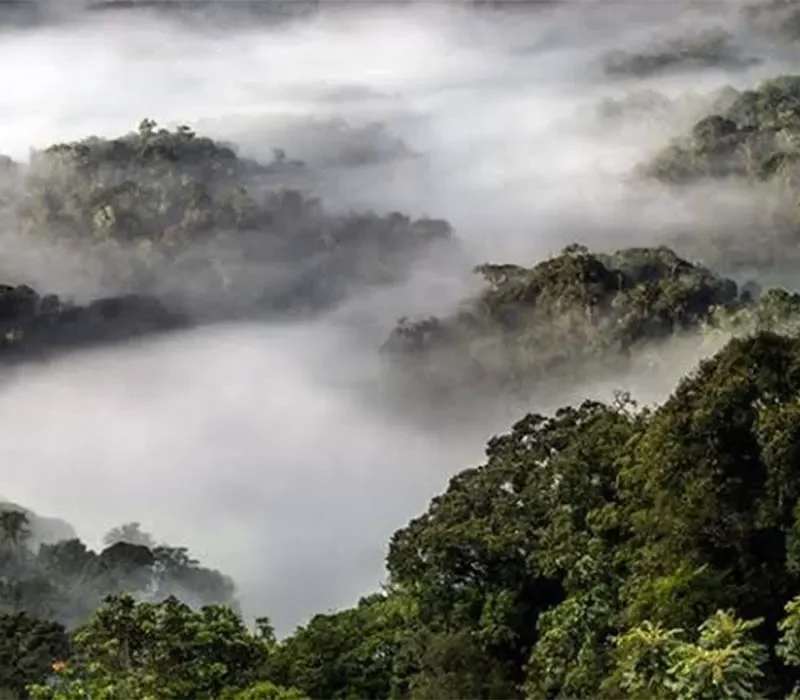 Tour Trip to Nyungwe National Park in Rwanda