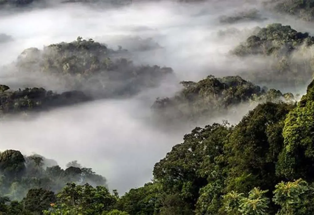 Tour Trip to Nyungwe National Park in Rwanda