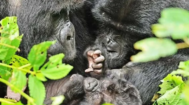 7 Days Uganda Primates and Game Safari.