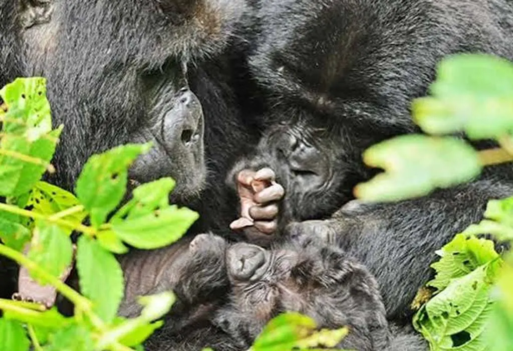 7 Days Uganda Primates and Game Safari.