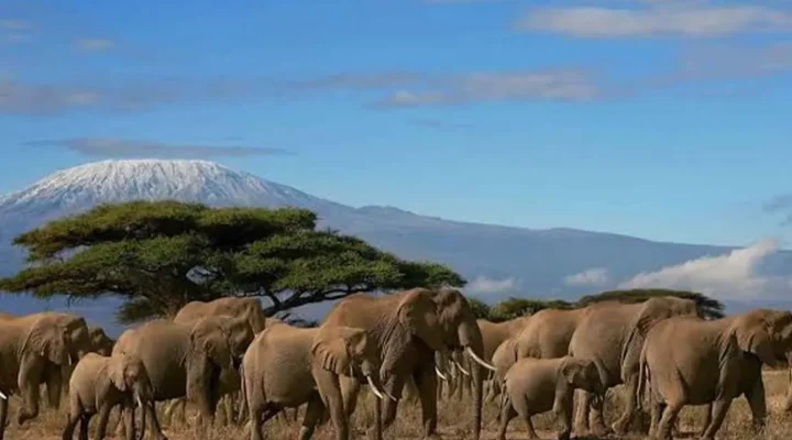 What Is the Best Time to Visit East Africa for a Wildlife Safari?