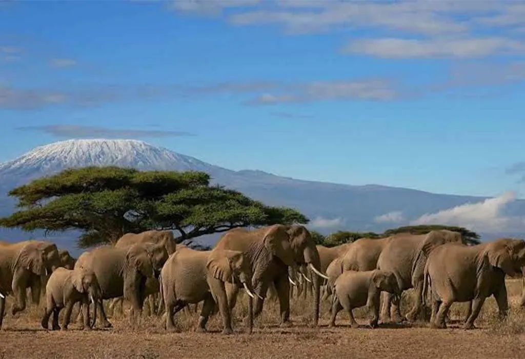What Is the Best Time to Visit East Africa for a Wildlife Safari?