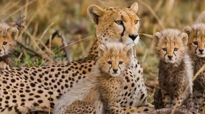 what to prepare for a family safari