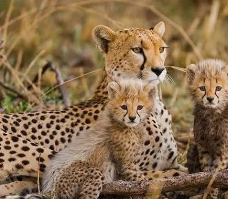 what to prepare for a family safari