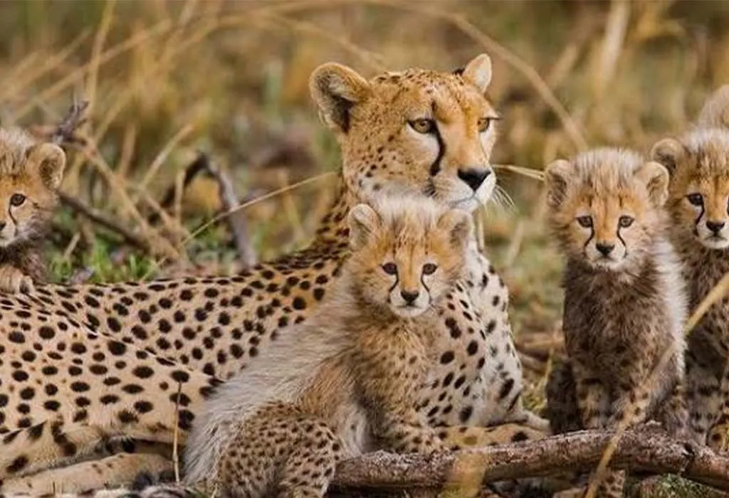 what to prepare for a family safari