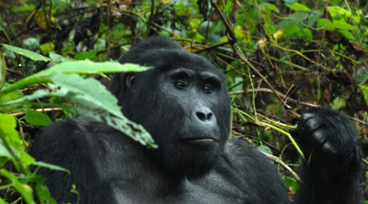 Age Restrictions for Gorilla Trekking in Uganda