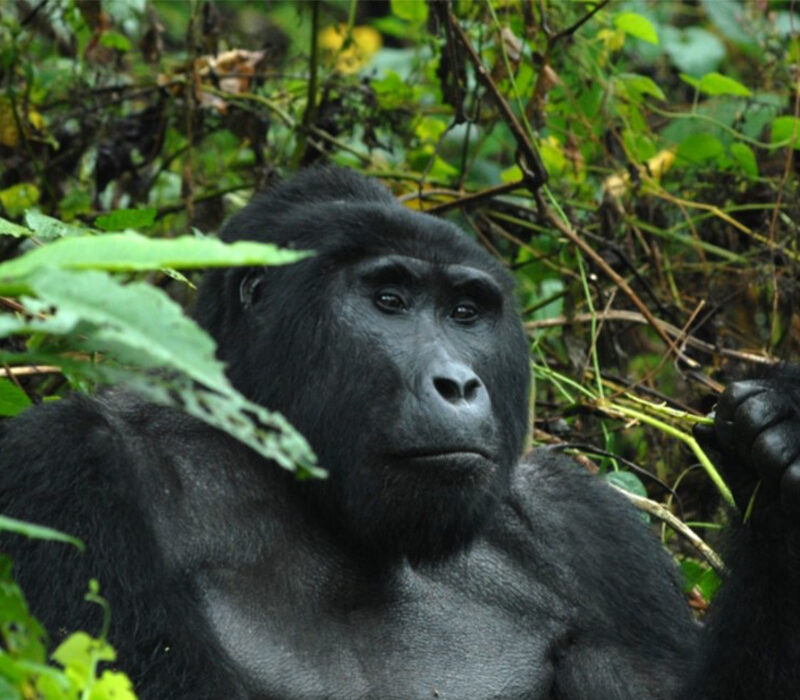 Age Restrictions for Gorilla Trekking in Uganda