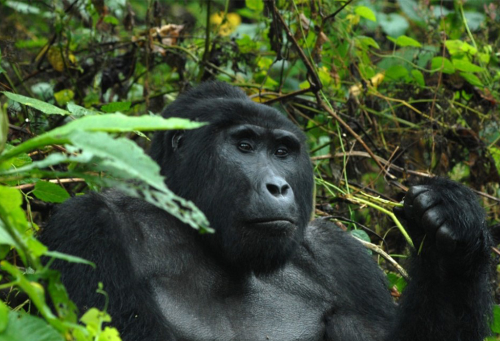 Age Restrictions for Gorilla Trekking in Uganda
