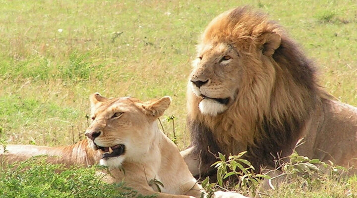 Lion Safari in Murchison Falls National Park